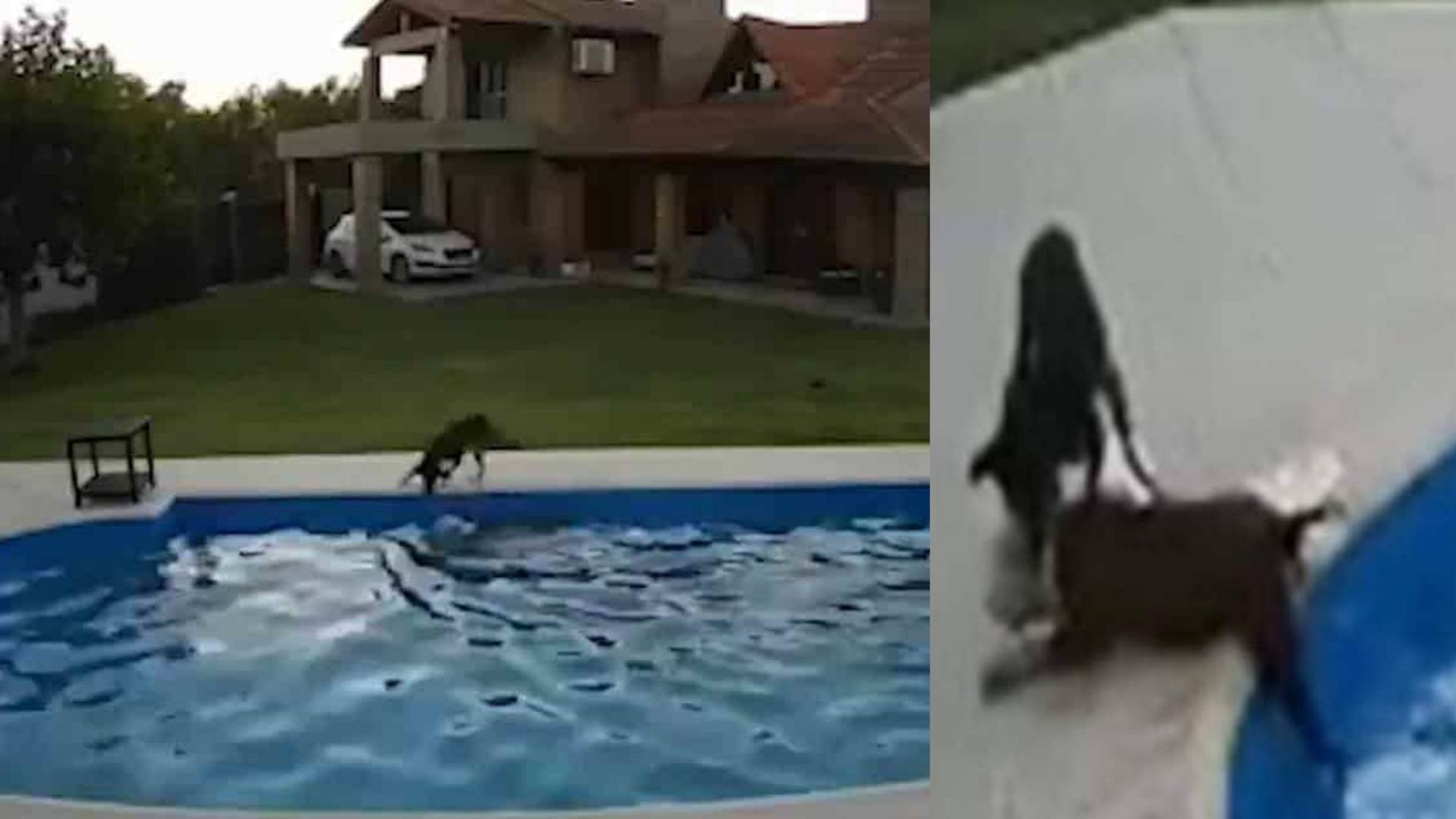 Capturas