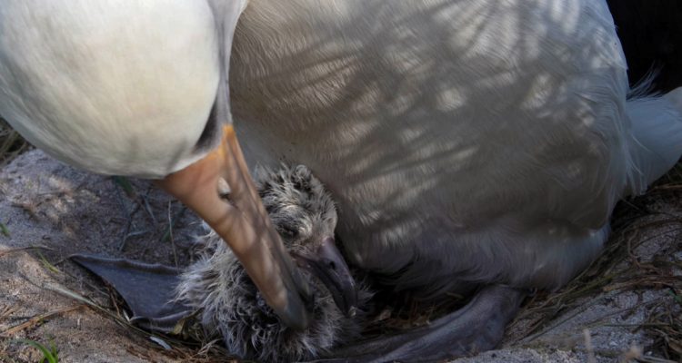 Albatro y su cría | Pacific Islands: U.S. Fish and Wildlife Service 