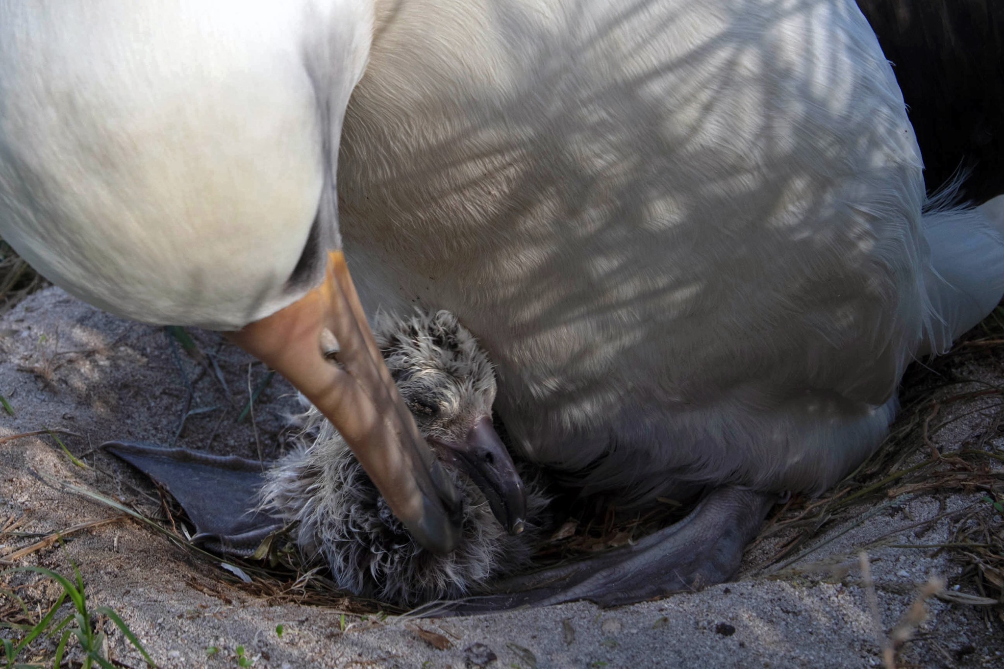 Albatro y su cría | Pacific Islands: U.S. Fish and Wildlife Service 