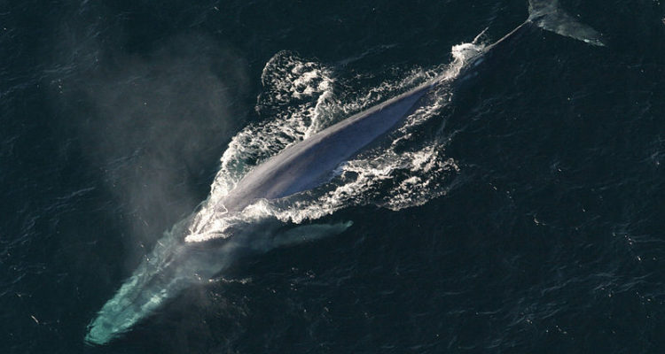 Ballena Azul | Wikipedia