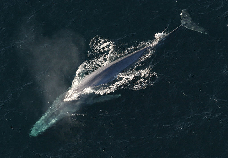 Ballena Azul | Wikipedia