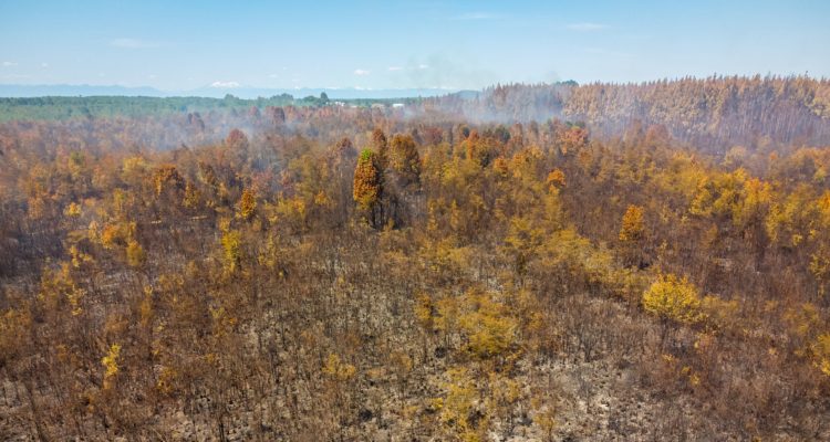 Incendio forestal en Calbuco | Agencia Uno
