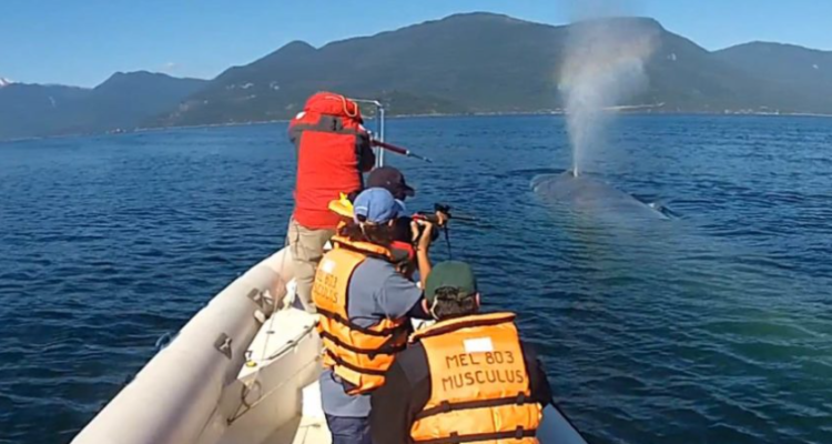 Implantando transmisor satelital en ballena azul en las cercanías de Contao, Región de Los Lagos | Rodrigo Hucke-Gaete, Centro Ballena Azul – Universidad Austral de Chile. 