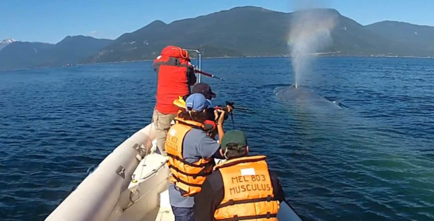 Implantando transmisor satelital en ballena azul en las cercanías de Contao, Región de Los Lagos | Rodrigo Hucke-Gaete, Centro Ballena Azul – Universidad Austral de Chile. 