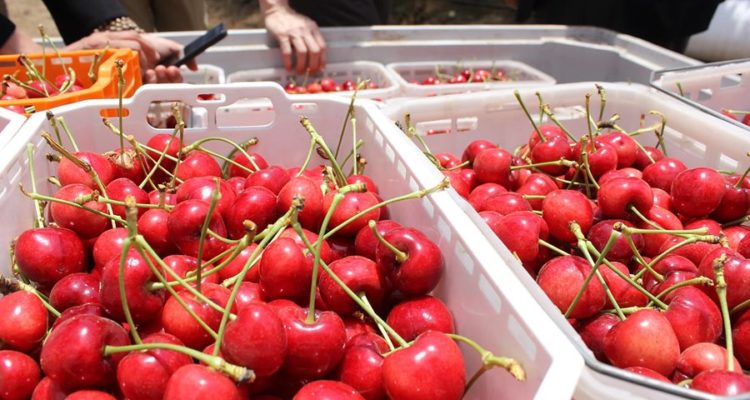 Fedefruta (Facebook)