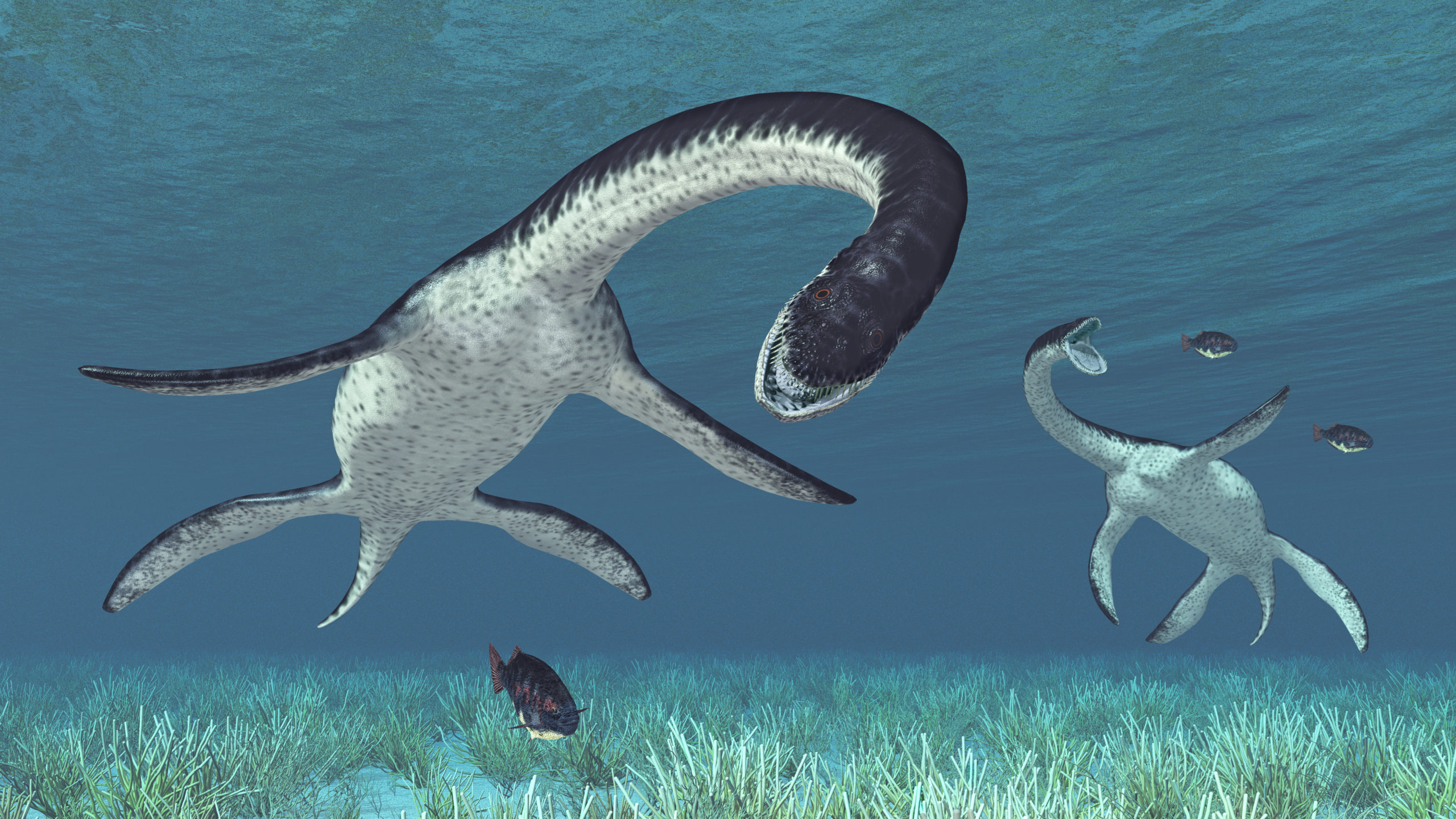 Ilustración Plesiosaurus | FIC “Puesta en valor de la geología y conocimiento de dinosaurios”