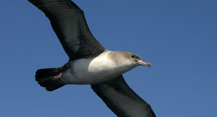 Bitacoradelasavesdechile.files.wordpress.com
