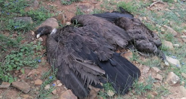 Bioparque Urbano – Tarija