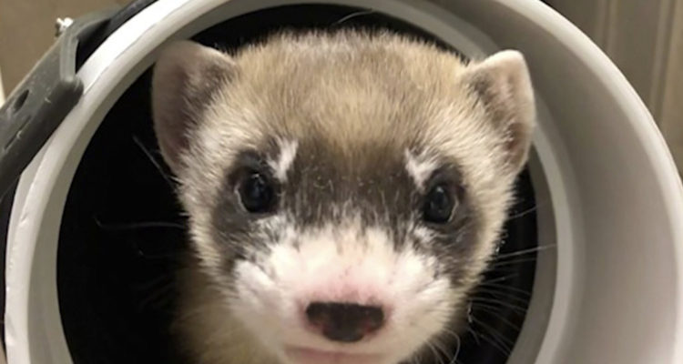 El hurón de patas negras clonado | USFWS Mountain-Prairie