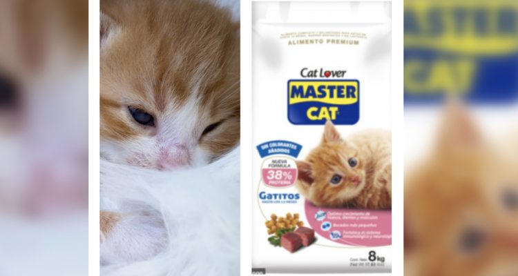 Pixabay | Master Cat