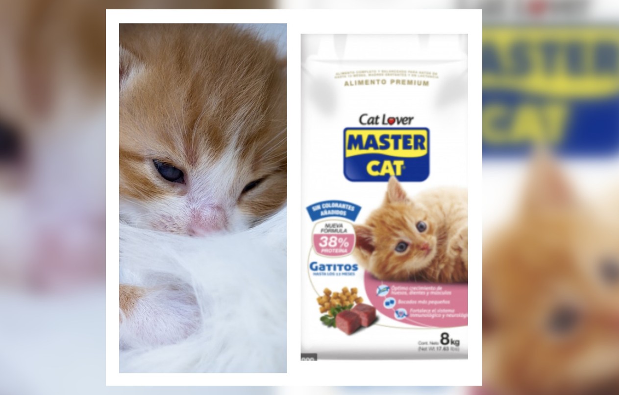 Pixabay | Master Cat