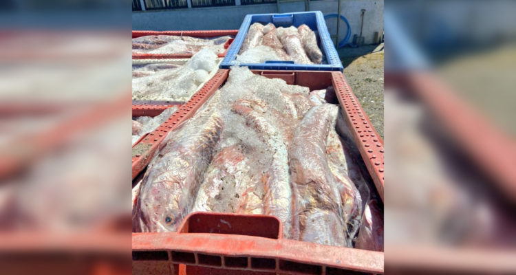 Twitter | @Sernapesca