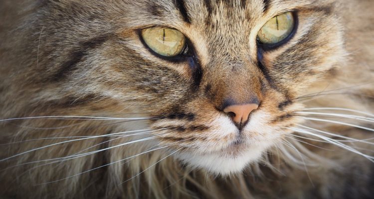 CONTEXTO | Max Pixel