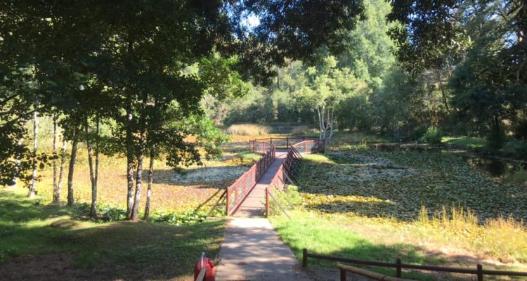 Parque Saval | Cedida