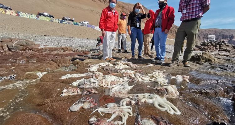 Gobierno Regional Arica y Parinacota