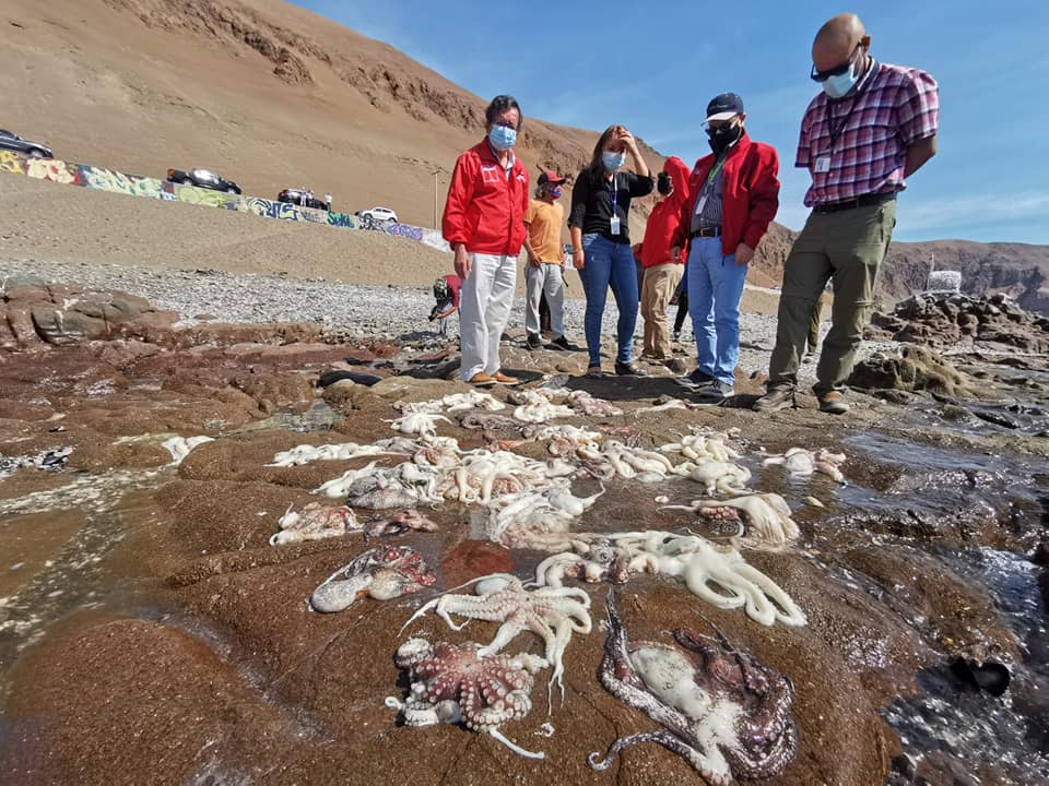 Gobierno Regional Arica y Parinacota