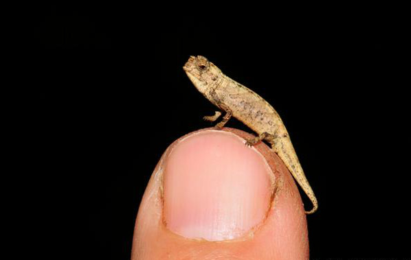 Frank Glaw | SNSB-ZSM | dpa | picture alliance