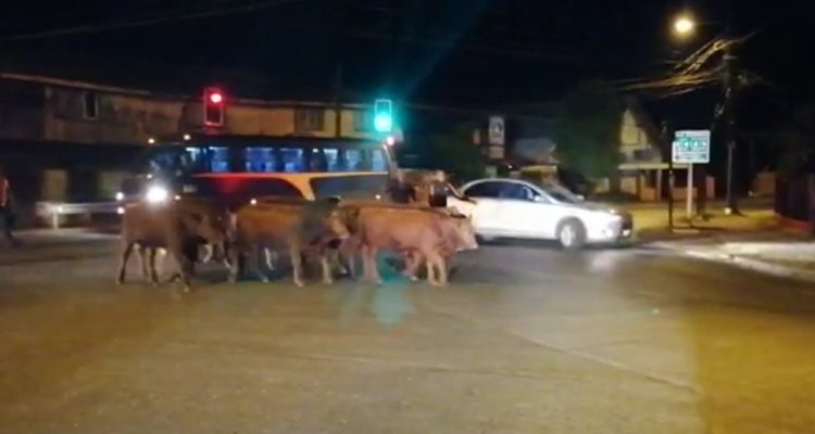 Captura de pantalla | Video: Pedro Abarzúa | RBB