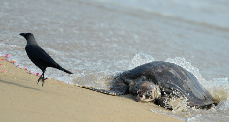 CONTEXTO | Arun Sankar | AFP