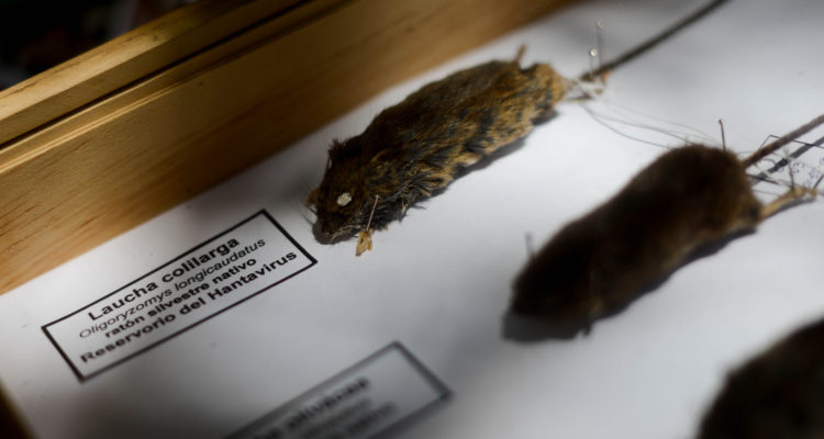 Pablo Rojas | Agencia UNO