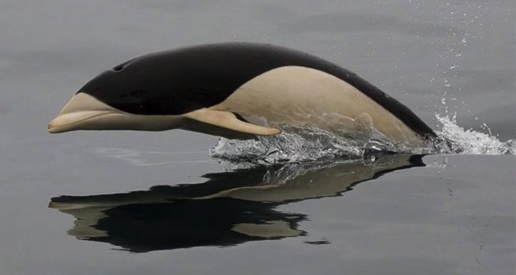 SOUTHERN RIGHT-WHALE DOLPHIN | CCO