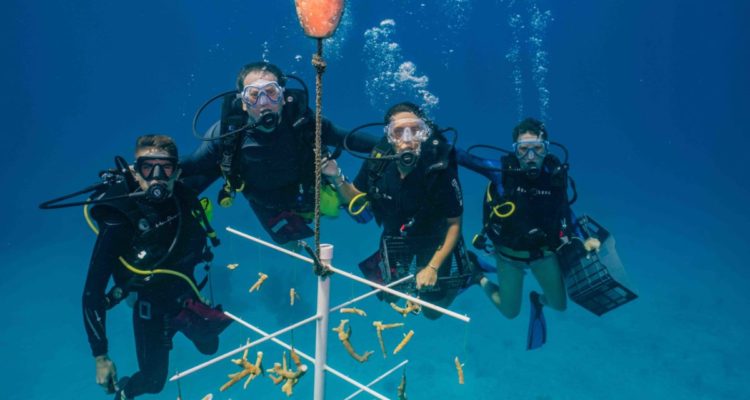 Trabajos de restauración de coral en Honduras | Foto: Robert Herb/Heathy Reefs