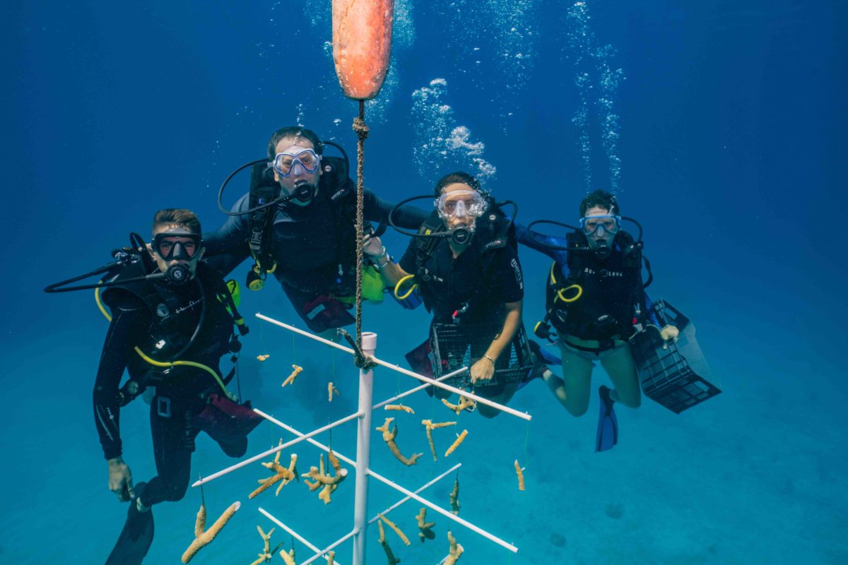 Trabajos de restauración de coral en Honduras | Foto: Robert Herb/Heathy Reefs