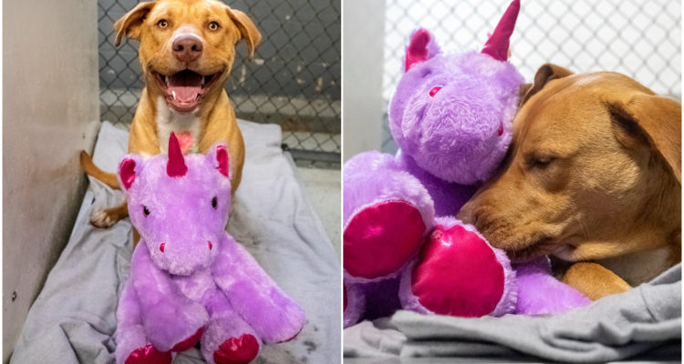 Duplin County Animal Services | Facebook