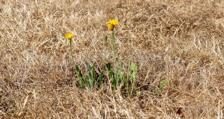 CONTEXTO | Myriams-Fotos | Pixabay