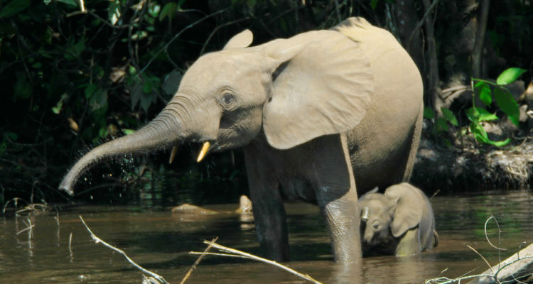 Thomas Breuer | Wikimedia Commons