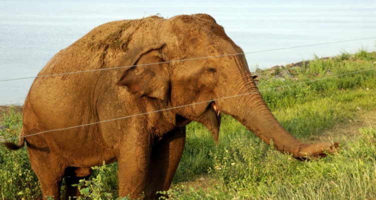 CONTEXTO | M.A. Pushpa Kumara | EPA | EFE