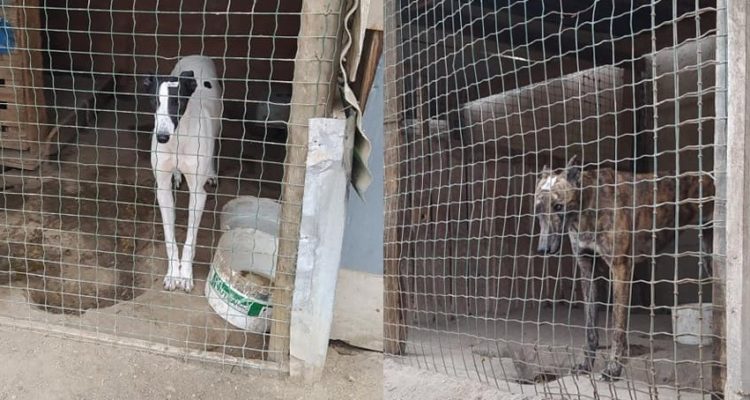 Alexis Callis (Facebook)