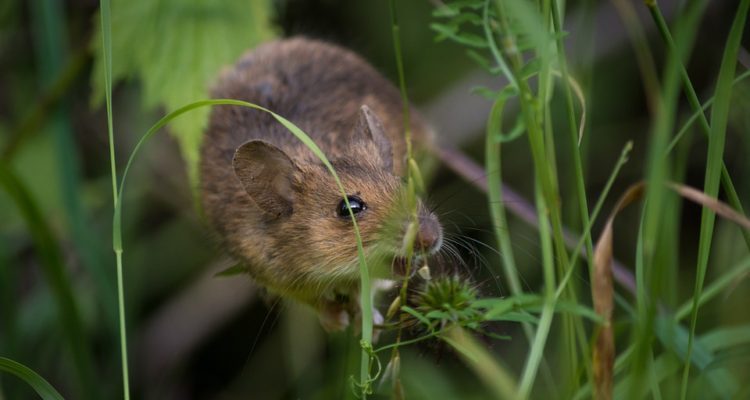 CONTEXTO | Max Pixel 