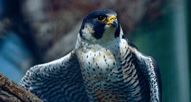 ARCHIVO |  Javier Valdés | Agencia UNO