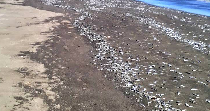 Sernapesca | Twitter