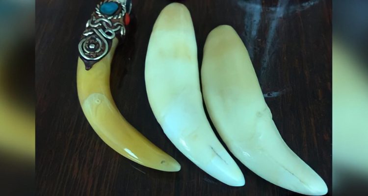 Muchos traficantes y compradores de colmillos llevan fácilmente estas partes de jaguar y eso dificulta el trabajo de las autoridades. Foto: Earth League International (ELI).