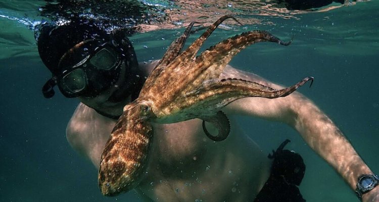 “My octupus teacher”