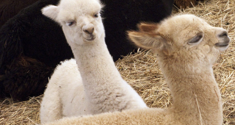 Archivo | Agence France-Presse