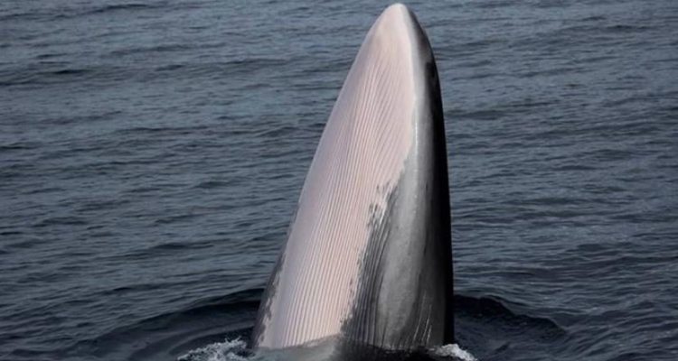 Cedida | Ecoturismo Quilun