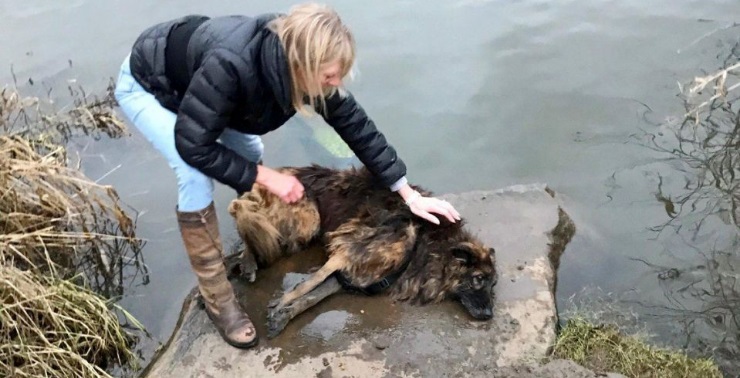 Bella en su rescate | Daily Mail