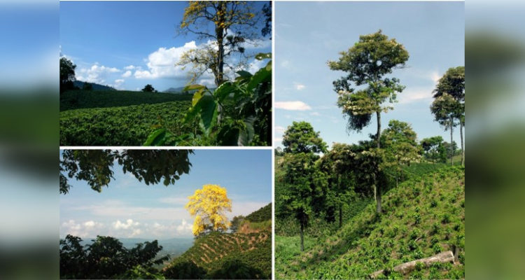 federaciondecafeteros.org