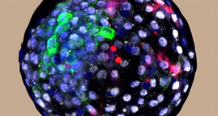 Imagen del embrión creado a partir de la mezcla de células de hombre y mono

