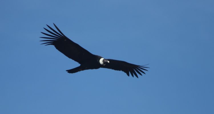 Sandro Cisternas | Pixabay 