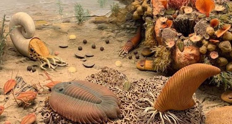 Los trilobites tenían órganos respiratorios en sus patas, en forma de bolsas colgando de sus muslos | UCR