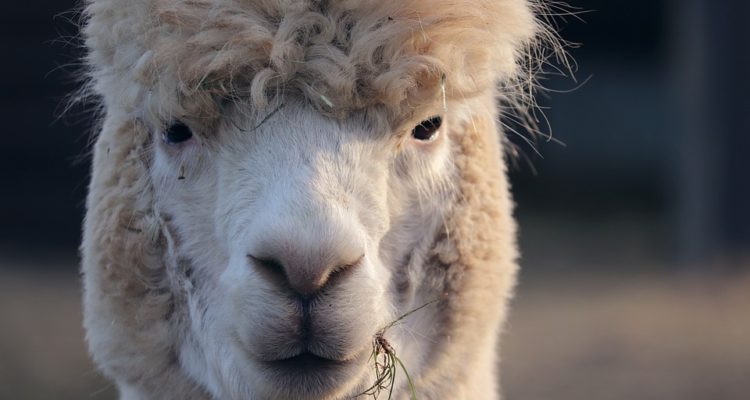 CONTEXTO | Max Pixel 