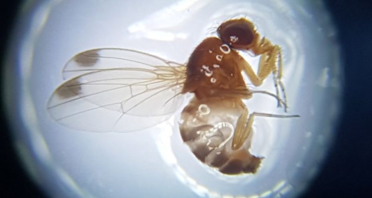 Cedida | SAG Araucanía
