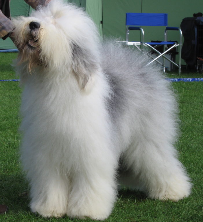 El perro pastor inglés, en peligro de extinción en el Reino Unido