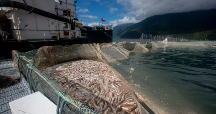 Mongabay Latam | Foto: Álvaro Vidal