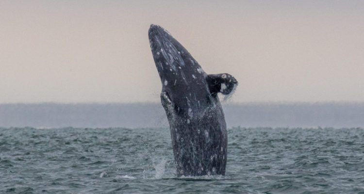 La ballena gris se ha convertido en una especie bandera de la conservación en el norte de México | Foto: Oceana.