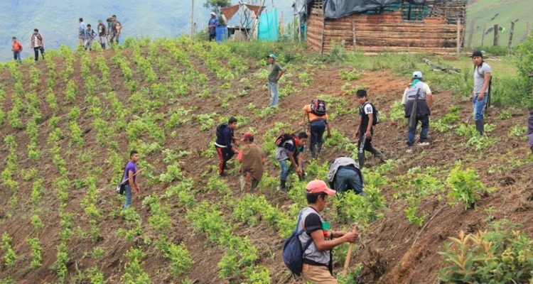 Caldono no es el municipio del departamento de Cauca donde se siembra más hoja de coca, pero allí los cultivos de uso ilícito han ido en aumento. Las organizaciones indígenas promueven su erradicación. Foto: cortesía de CRIC. 